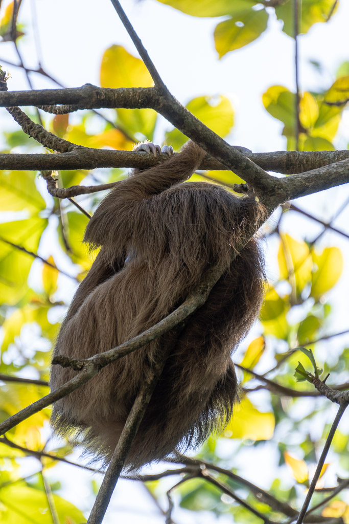 Quel est cet animal accroché à l'arbre ?