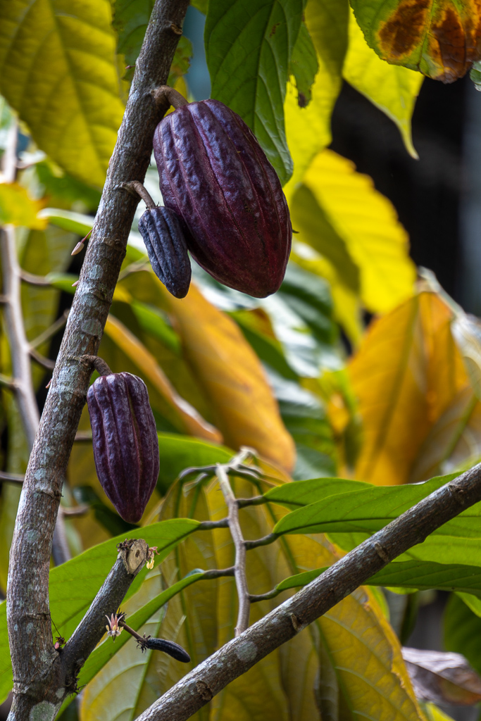 La cabosse du cacaotier
