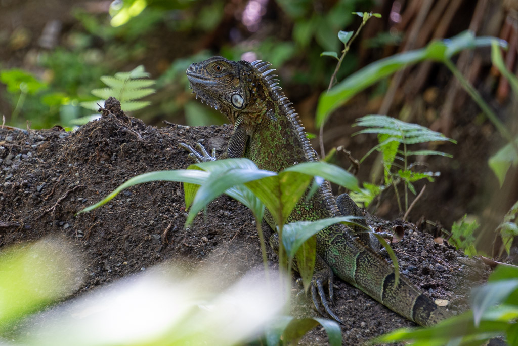 Un iguane vert rencontré au Jaguar Rescue Center