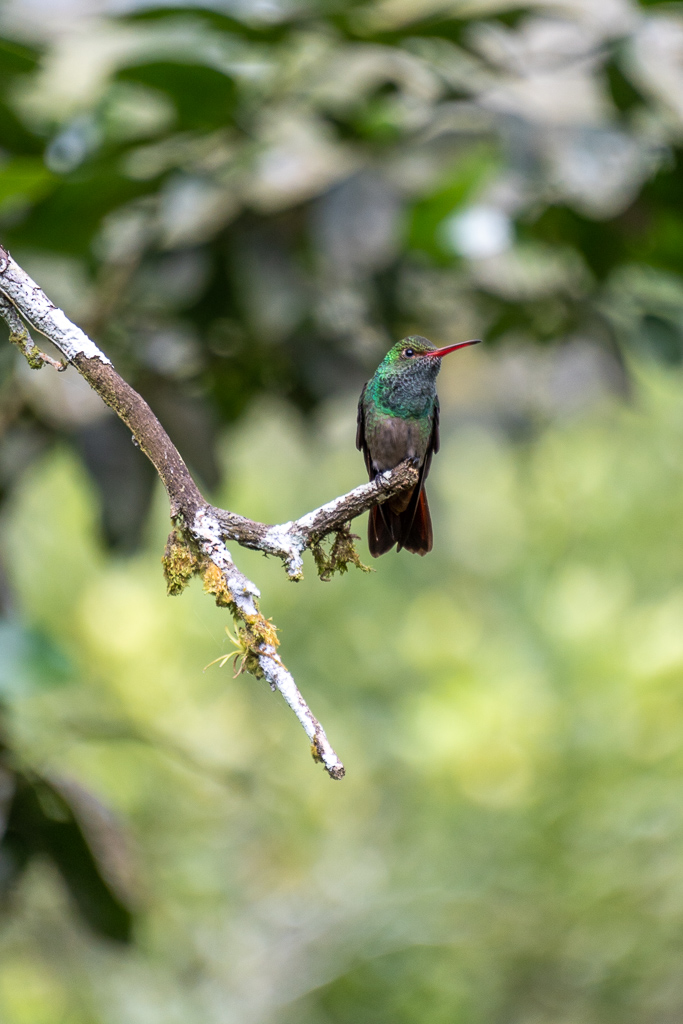 Un joli colibri qui nous a accompagné pendant 4 jours en faisant le show tous les jours devant nous.