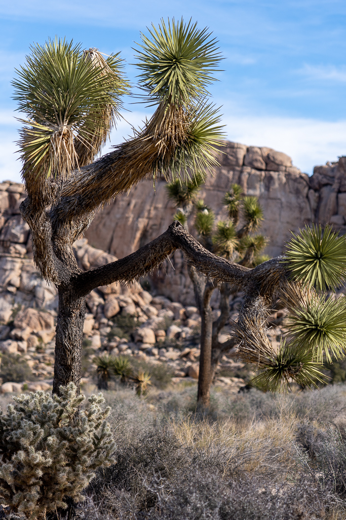 Un joshua tree