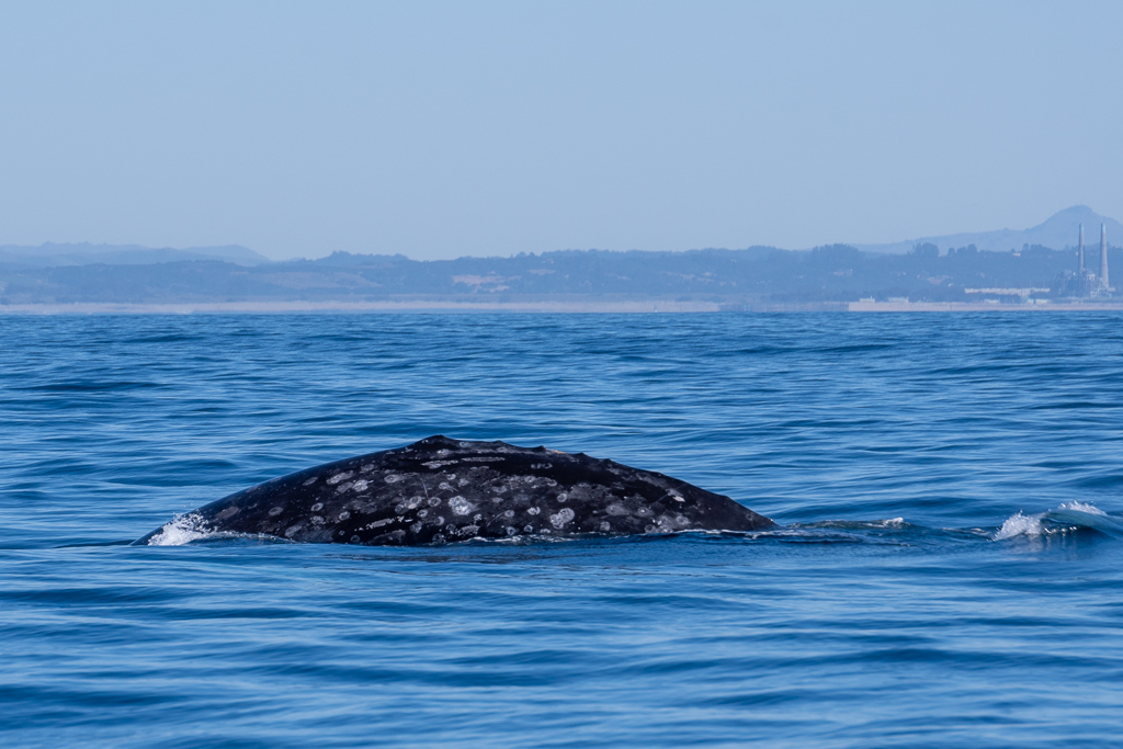 Une baleie grise